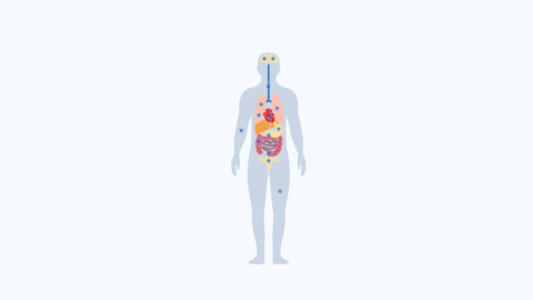 Whole Body Health 